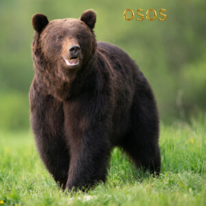 Osos