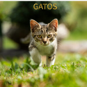 Gatos