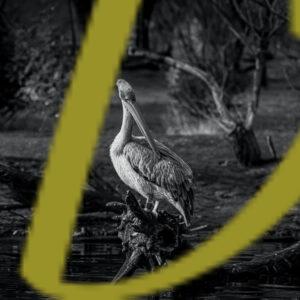 galeria de fotografias de pelicanos