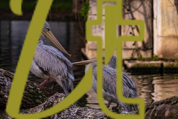 galeria de fotografias de aves, pelicano