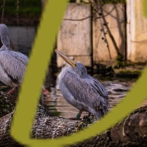 galeria de fotografias de aves, pelicano