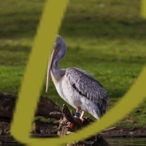 galeria de fotografias de aves, pelicano