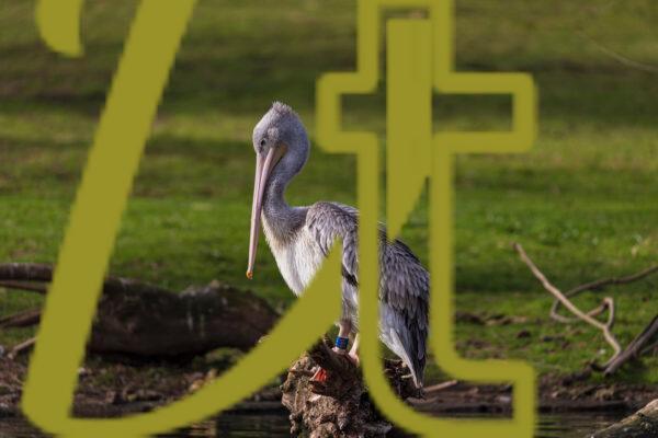 galeria de fotografias de aves, pelicano