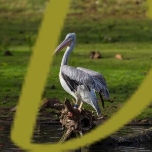 galeria de fotografias de aves, pelicano