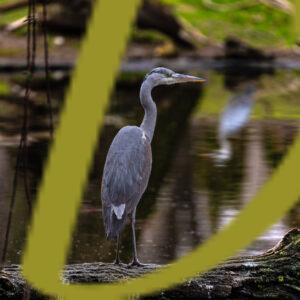 galeria de fotografias de aves, garza