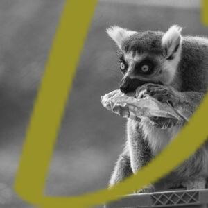 imagen en blanco y negro de un lemur