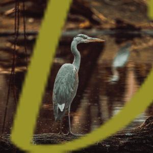 galeria de fotografias de aves, garza