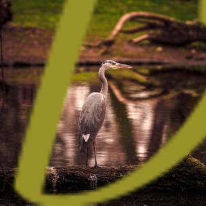 galeria de fotografias de aves, garza