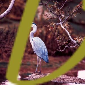 galeria de fotografias de aves, garza