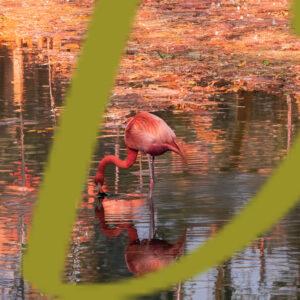 galeria de fotografias de aves, flamenco