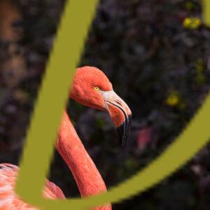 galeria de fotografias de aves, flamenco