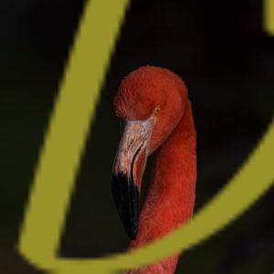 galeria de fotografias de aves, flamenco