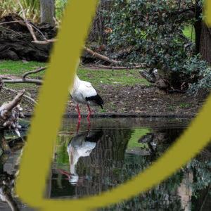 galeria de fotografias de aves, cigueña