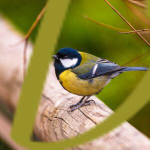 galeria de fotografias de aves,