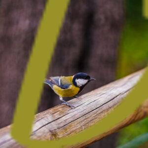 galeria de fotografias de aves,