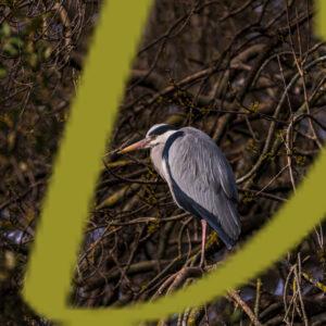 galeria de fotografias de aves, garza