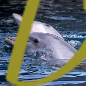 galeria de fotografias e imagenes de delfines