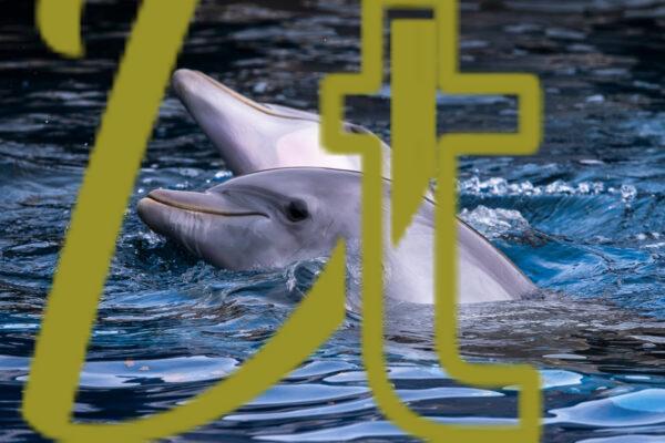 galeria de fotografias e imagenes de delfines