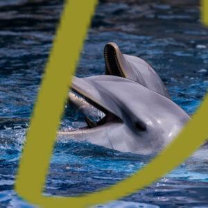 galeria de fotografias e imagenes de delfines