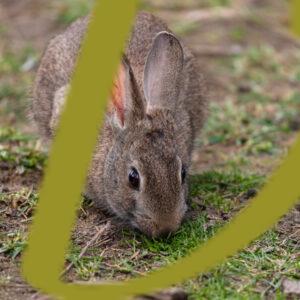 galeria de fotografias e imagenes de conejos