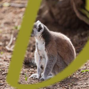 galeria de fotografias de lemur