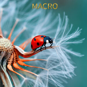 Macro