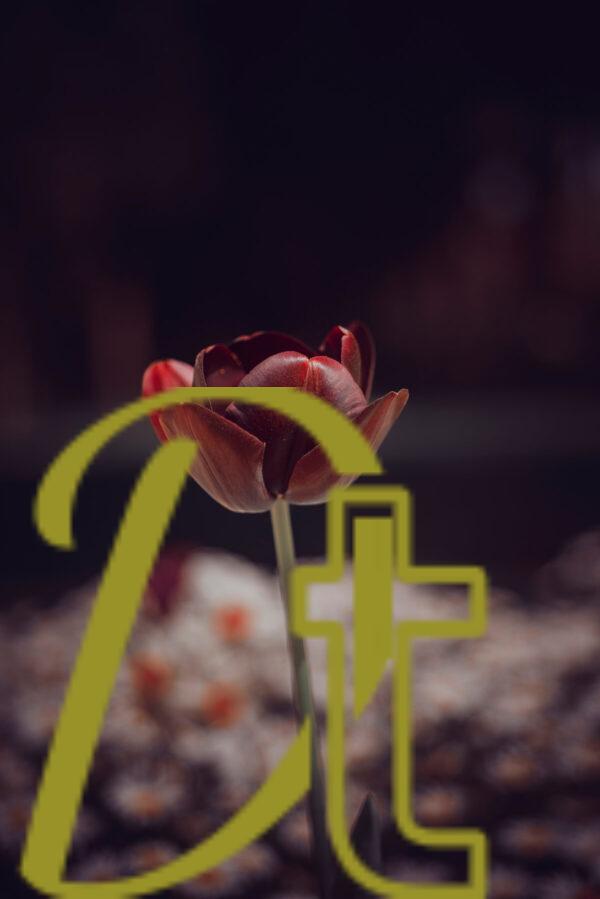 galeria de fotografías de flores, tulipanes