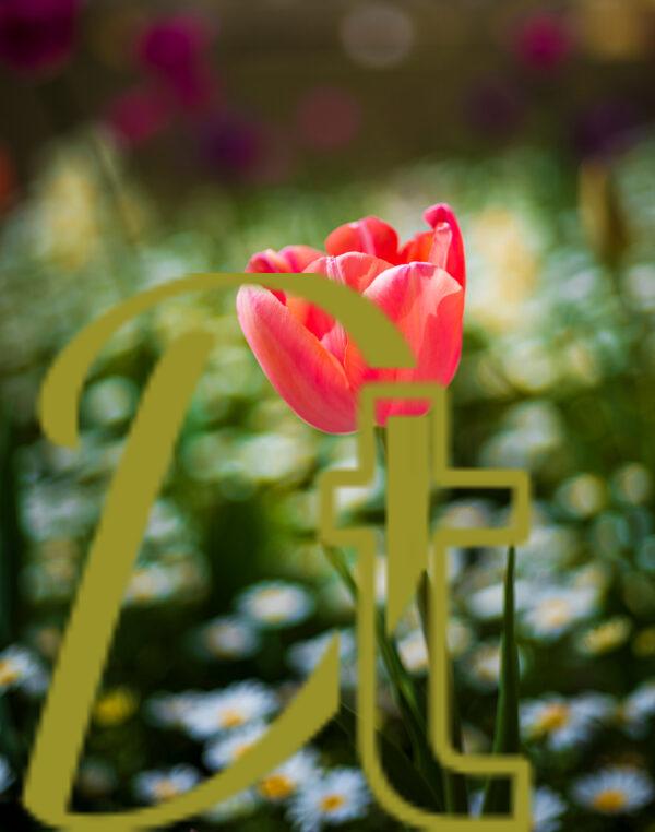 galeria de fotografías de flores, tulipanes