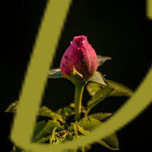 galeria de fotografías de flores, rosas