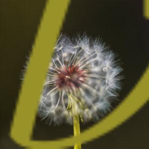 galeria de fotografías de flores, dientes de leon