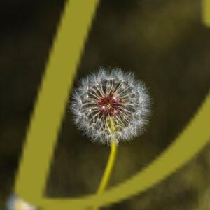 galeria de fotografías de flores, dientes de leon