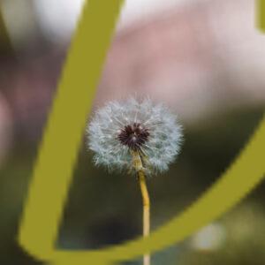 galeria de fotografías de flores, dientes de leon