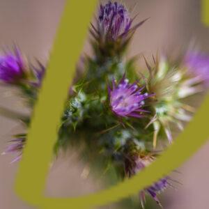 galeria de fotografías de flores, VARIAS