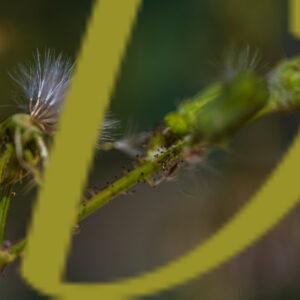 galeria de fotografías de flores, dientes de leon