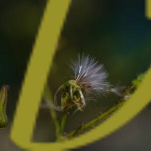 galeria de fotografías de flores, dientes de leon