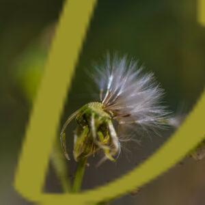 galeria de fotografias de flores, varias