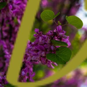 galeria de fotografias de flores, varias