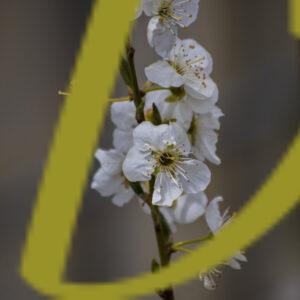 galeria de fotografias de flores, varias