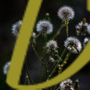 galeria de fotografias de flores, varias