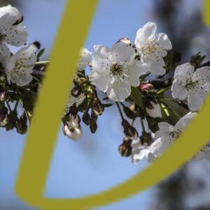 galeria de fotografias de flores, varias