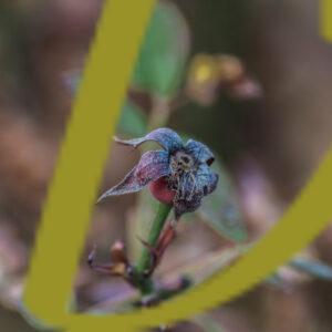 galeria de fotografias de flores, varias