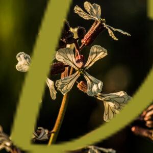 galeria de fotografias de flores, varias