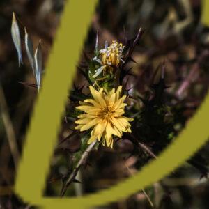 galeria de fotografias de flores, varias