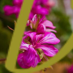 galeria de fotografias de flores, varias