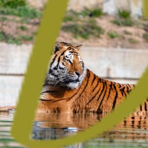 galeria de fotografias de animales, tigres