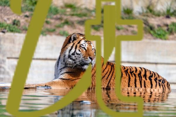 galeria de fotografias de animales, tigres