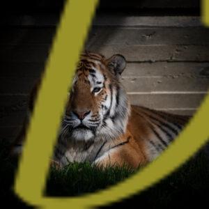 galeria de fotografias de animales, tigres