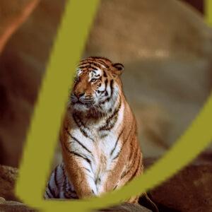 galeria de fotografias de animales, tigres