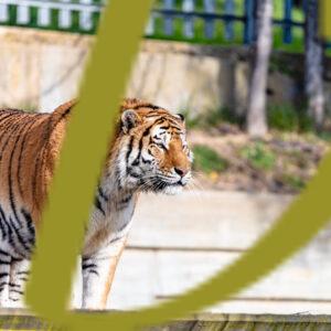 galeria de fotografias de animales, tigres