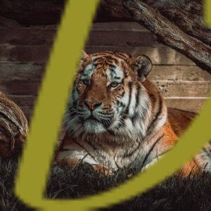 galeria de fotografias de animales, tigres